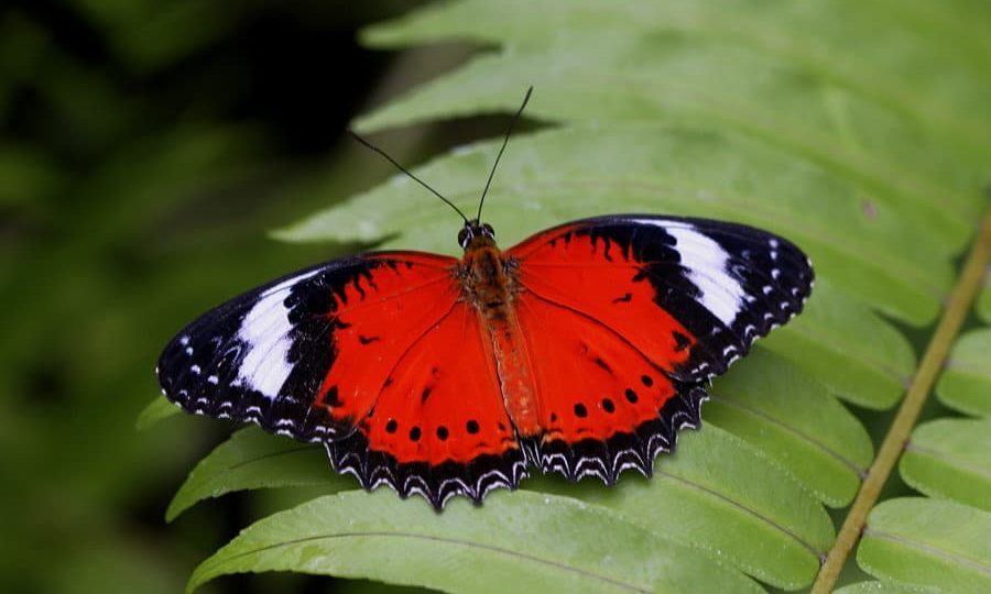 Australian Butterfly Sanctuary