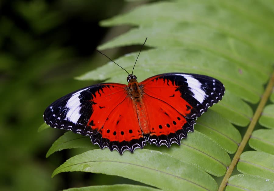 Australian Butterfly Sanctuary