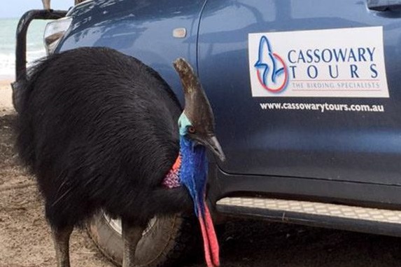 Cassowary Tours