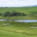Bromfield Swamp