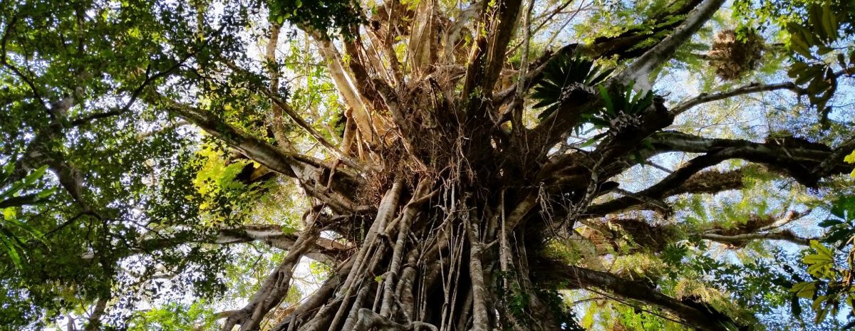 Cathedral fig tree