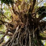 Cathedral fig tree