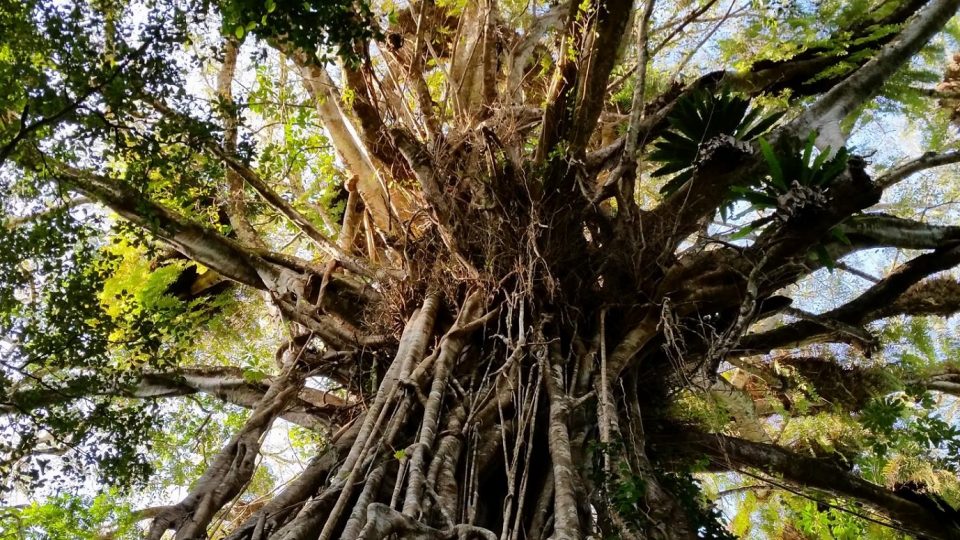 Cathedral fig tree