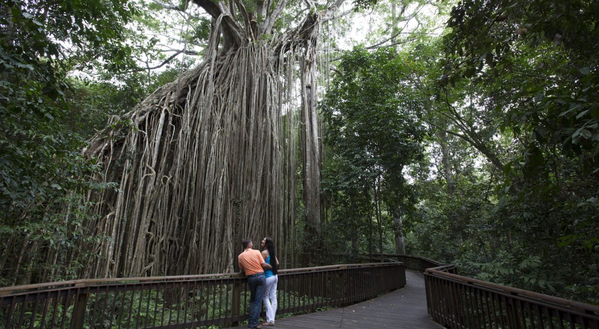 Curtain Fig