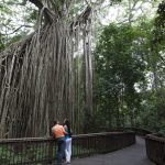 Curtain Fig