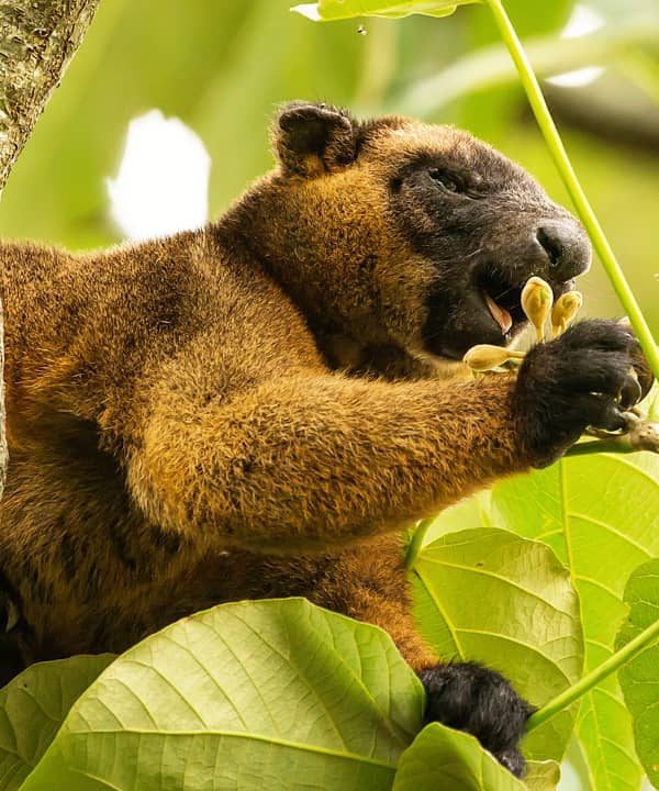Lumholtz Tree Kangaroo by amie.hindson.photography