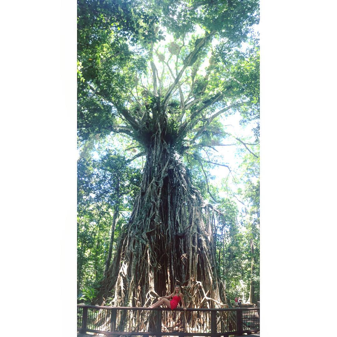 Things To Do Around Lake Tinaroo - Cathedral Fig Tree by _chelseacavo_