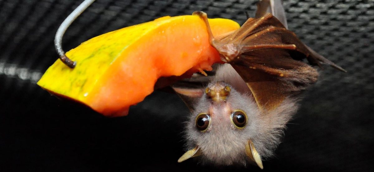 Tolga Bat Hospital