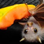 Tolga Bat Hospital