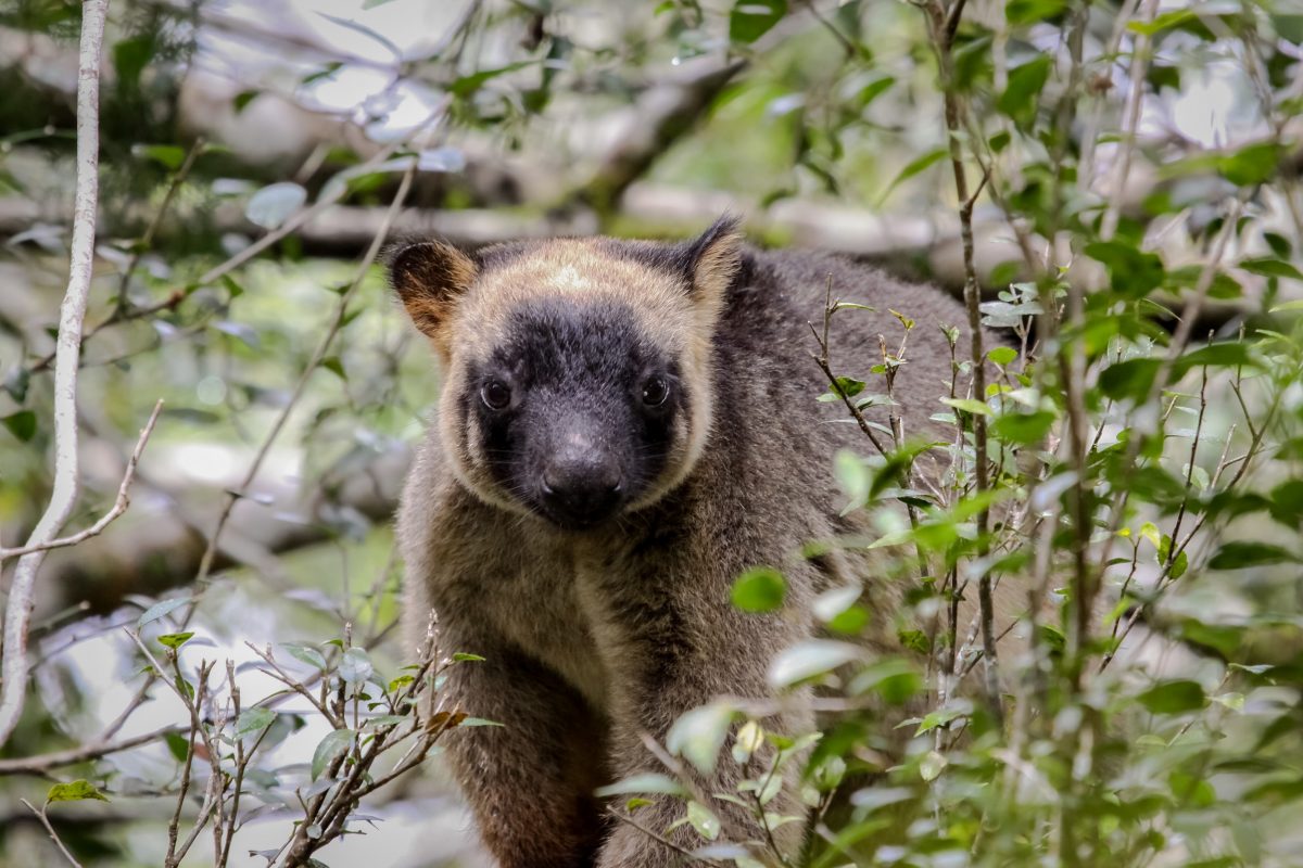 Atherton Tablelands Wildlife