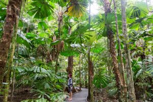 Daintree