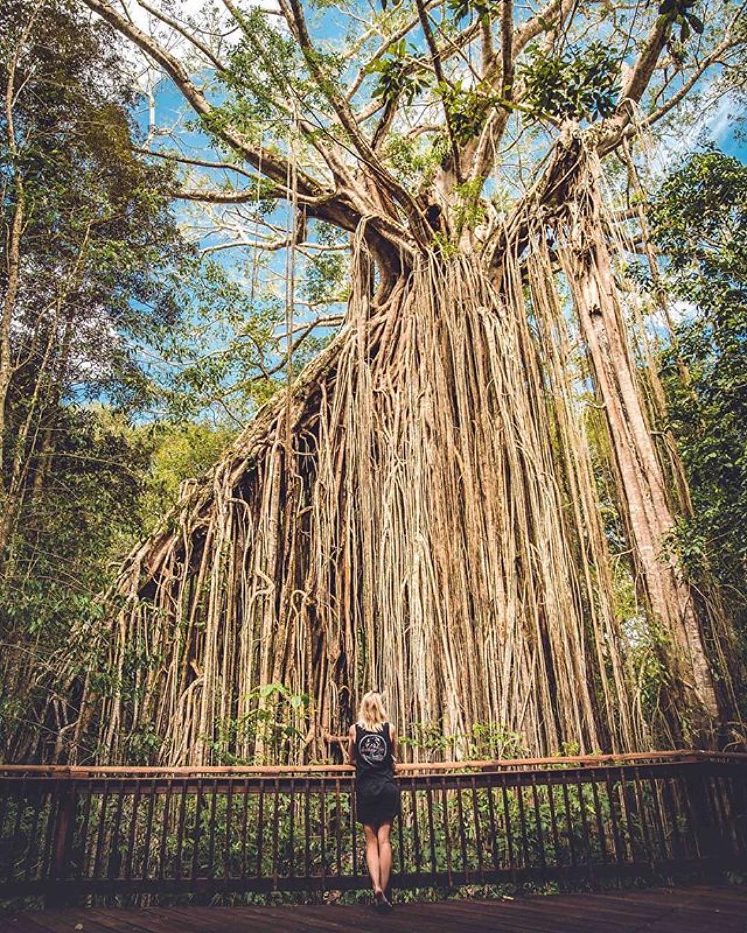 Short Walks on the Atherton Tablelands - Curtain Fig Tree by therawphoto