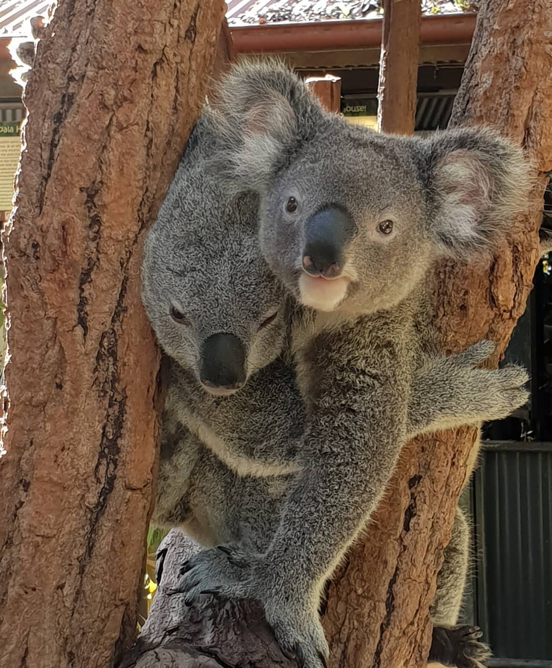 7 Family Friendly Things to Do on the Atherton Tablelands - Kuranda Koala Gardens