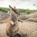 October Impressions of the Atherton Tablelands - Rock Wallaby
