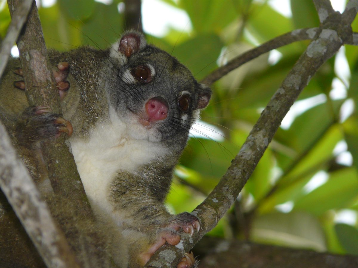 Alans Wildlife Tours