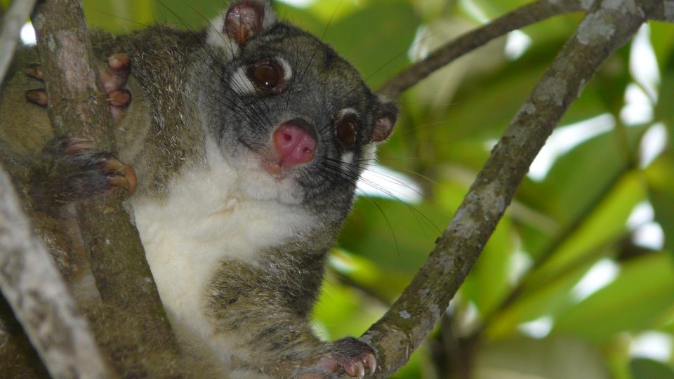 Alans Wildlife Tours